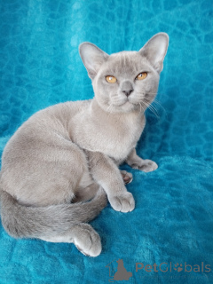 Zdjęcie №3. Burman Kitten. Federacja Rosyjska