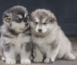 Zdjęcie №1. alaskan malamute - na sprzedaż w Stockholm | negocjowane | Zapowiedź №113245