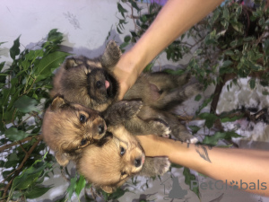 Zdjęcie №3. szczenięta pomorskie. Białoruś