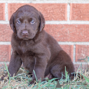 Zdjęcie №1. labrador retriever - na sprzedaż w Berlin | 2392zł | Zapowiedź №175901