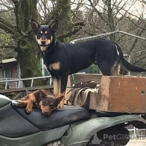 Zdjęcie №3. Szczenięta owczarka australijskiego Kelpie. Australia