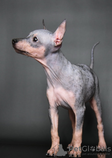 Dodatkowe zdjęcia: Szczeniaki American Hairless Terrier