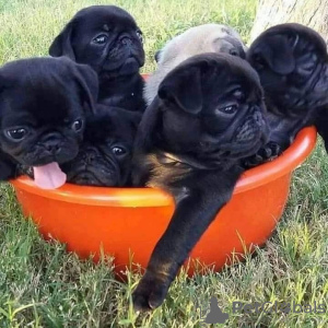 Zdjęcie №1. mops - na sprzedaż w Аугсбург | 957zł | Zapowiedź №129917