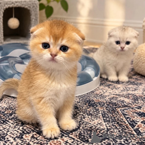 Zdjęcie №1. scottish fold - na sprzedaż w Oberstdorf | 1674zł | Zapowiedź № 178055