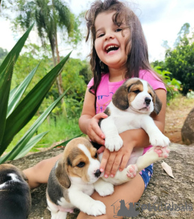 Zdjęcie №2 do zapowiedźy № 162917 na sprzedaż  beagle (rasa psa) - wkupić się Litwa 