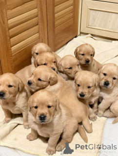 Zdjęcie №1. labrador retriever - na sprzedaż w Houston | 2317zł | Zapowiedź №168818
