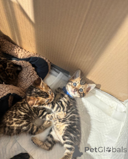 Zdjęcie №3. Sehr Schöne Savannah-Kätzchen, 2 Rüden und 2 Hündinnen.. Niemcy