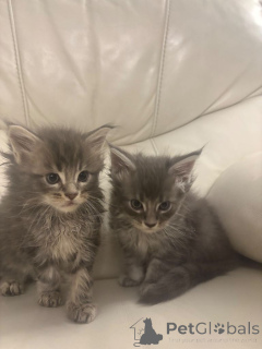 Zdjęcie №1. maine coon - na sprzedaż w Blatten | 1435zł | Zapowiedź № 162422