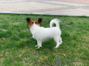 Dodatkowe zdjęcia: CONTINENTAL TOY SPANIEL/PAPILLON 