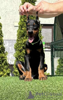 Zdjęcie №4. Sprzedam doberman w Bačka Topola. hodowca - cena - negocjowane