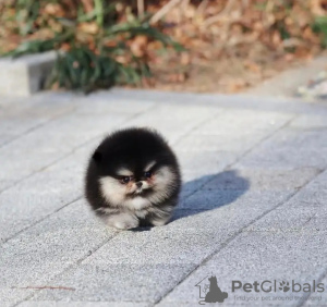 Zdjęcie №2 do zapowiedźy № 131999 na sprzedaż   - wkupić się Holandia hodowca