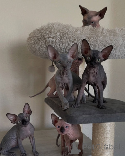 Zdjęcie №1. sfinks - na sprzedaż w Paryż | negocjowane | Zapowiedź № 163545