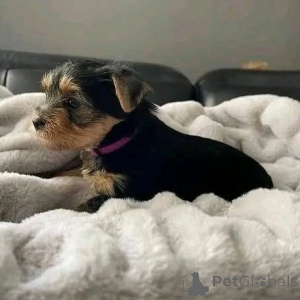 Zdjęcie №4. Sprzedam yorkshire terrier w Helsinki. prywatne ogłoszenie, ze schronu - cena - 3061zł