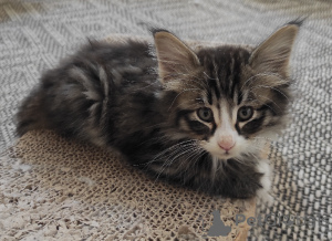 Zdjęcie №2 do zapowiedźy № 165774 na sprzedaż   - wkupić się Finlandia 