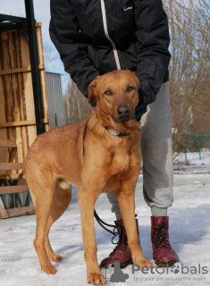 Zdjęcie №2 do zapowiedźy № 40319 na sprzedaż  pies nierasowy - wkupić się Federacja Rosyjska prywatne ogłoszenie