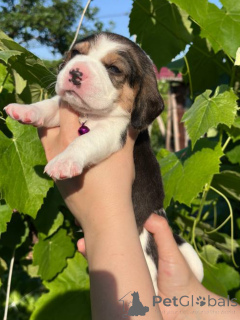 Zdjęcie №3. Sprzedam szczenięta rasy beagle.. Mołdawia