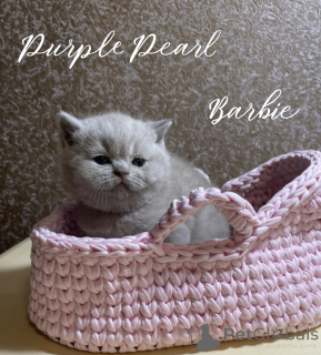 Zdjęcie №2 do zapowiedźy № 150242 na sprzedaż   - wkupić się Federacja Rosyjska od żłobka, hodowca