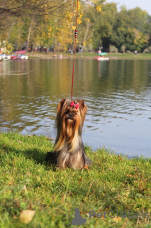Zdjęcie №1. yorkshire terrier - na sprzedaż w Irkuck | 3867zł | Zapowiedź №142481