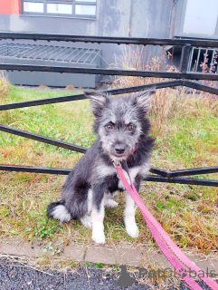 Zdjęcie №1. pies nierasowy - na sprzedaż w Petersburg | Bezpłatny | Zapowiedź №157819