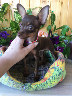 Zdjęcie №4. Sprzedam pražský krysařík w . hodowca - cena - Negocjowane