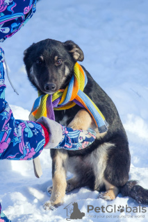 Zdjęcie №3. Piękno psa Kora w dobrych rękach. Federacja Rosyjska