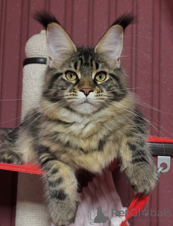 Zdjęcie №3. Łaska w każdym kroku Freya króluje z miłością i lojalnością.. Finlandia