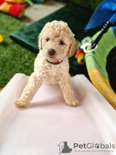 Dodatkowe zdjęcia: Australian labradoodle