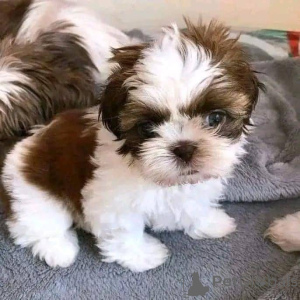 Zdjęcie №1. shih tzu - na sprzedaż w Stolica Arrondisman de Brussels | negocjowane | Zapowiedź №155710