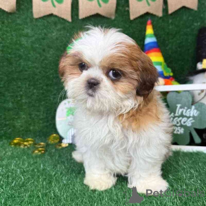 Zdjęcie №1. shih tzu - na sprzedaż w Adršpach | negocjowane | Zapowiedź №170666