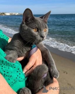 Zdjęcie №1. kot kartuski - na sprzedaż w Aalen | negocjowane | Zapowiedź № 158744