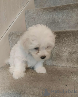 Zdjęcie №2 do zapowiedźy № 155260 na sprzedaż  maltańczyk - wkupić się Finlandia prywatne ogłoszenie