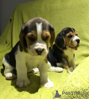 Zdjęcie №1. beagle (rasa psa) - na sprzedaż w Berlin | Bezpłatny | Zapowiedź №95082