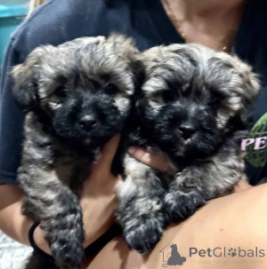 Zdjęcie №2 do zapowiedźy № 149825 na sprzedaż  maltipu - wkupić się Niemcy 