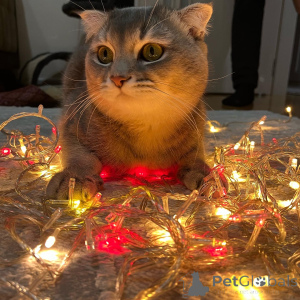 Zdjęcie №2 do zapowiedźy № 140154 na sprzedaż  scottish fold - wkupić się Azerbejdżan prywatne ogłoszenie