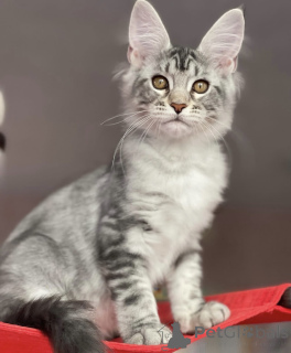 Zdjęcie №1. maine coon - na sprzedaż w Baden-Baden | 4736zł | Zapowiedź № 163660