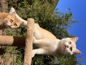 Zdjęcie №2 do zapowiedźy № 154748 na sprzedaż  kot brytyjski krótkowłosy - wkupić się Federacja Rosyjska od żłobka