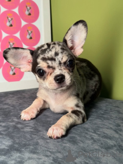 Zdjęcie №2 do zapowiedźy № 164041 na sprzedaż  chihuahua (rasa psów) - wkupić się Finlandia prywatne ogłoszenie, ze schronu