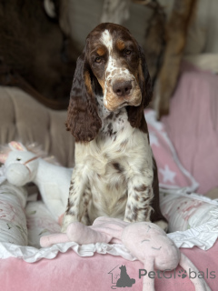 Zdjęcie №2 do zapowiedźy № 145456 na sprzedaż  springer spaniel angielski - wkupić się Polska prywatne ogłoszenie