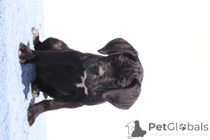 Zdjęcie №3. Ciara z SPQR Corso FCI Rodowód. Rumunia