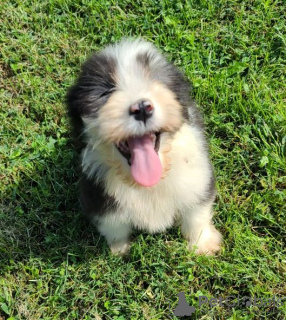 Zdjęcie №3. Szczenięta Bearded Collie o wybitnych osobowościach są już gotowe do odbioru. USA