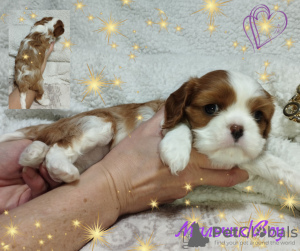 Dodatkowe zdjęcia: SZCZENIĘTA Cavalier King Charles Spaniel