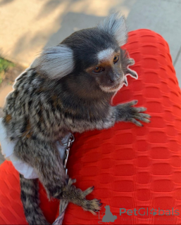 Zdjęcie №1.  - na sprzedaż w Teksas | Bezpłatny | Zapowiedź №161910