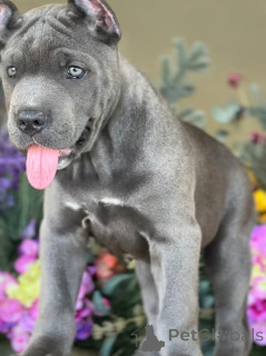 Zdjęcie №3. Cane Corso Puppy. USA