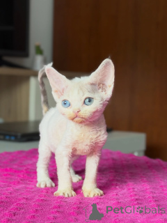 Zdjęcie №2 do zapowiedźy № 178109 na sprzedaż  devon rex - wkupić się Polska hodowca