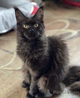 Zdjęcie №2 do zapowiedźy № 163182 na sprzedaż  maine coon - wkupić się Niemcy hodowca