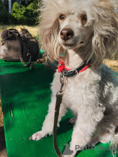 Zdjęcie №4. Sprzedam pudel (krasnolud) w Tyraspol. prywatne ogłoszenie - cena - negocjowane