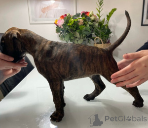 Zdjęcie №3. Bokserki Brindle & Fawn na sprzedaż.. Austria