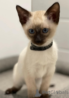 Zdjęcie №1. kot syjamski - na sprzedaż w Dinslavken | 1674zł | Zapowiedź № 154592