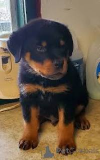 Zdjęcie №3. Rottweilerin pennut etsivät perhettä. Finlandia