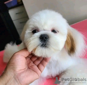 Zdjęcie №4. Sprzedam yorkshire terrier w Paryż. hodowca - cena - negocjowane